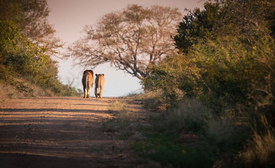 Lion couple walking away on a dirt road, Kruger park