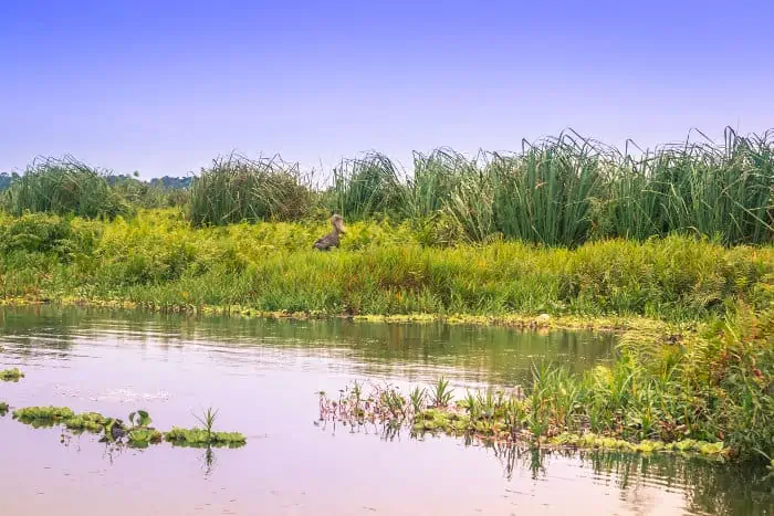 Shoebill in Mabamba Swamp, Uganda