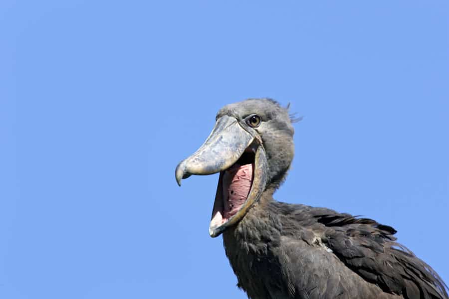 Shoebill stork with beak wide open, against clear blue sky