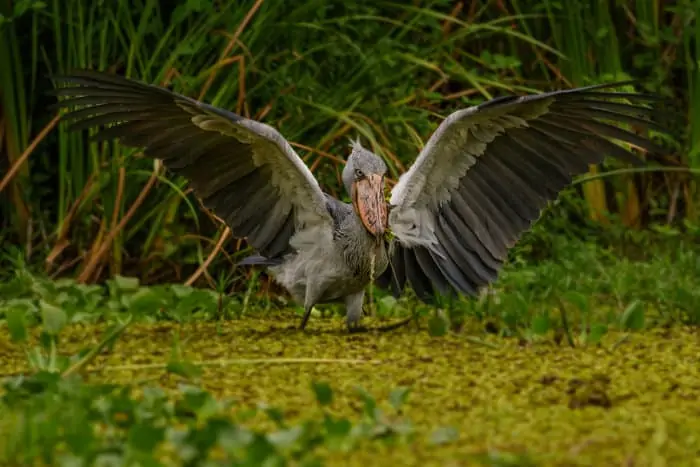 A shoebill's wingspan is up to 2.5 meters in length