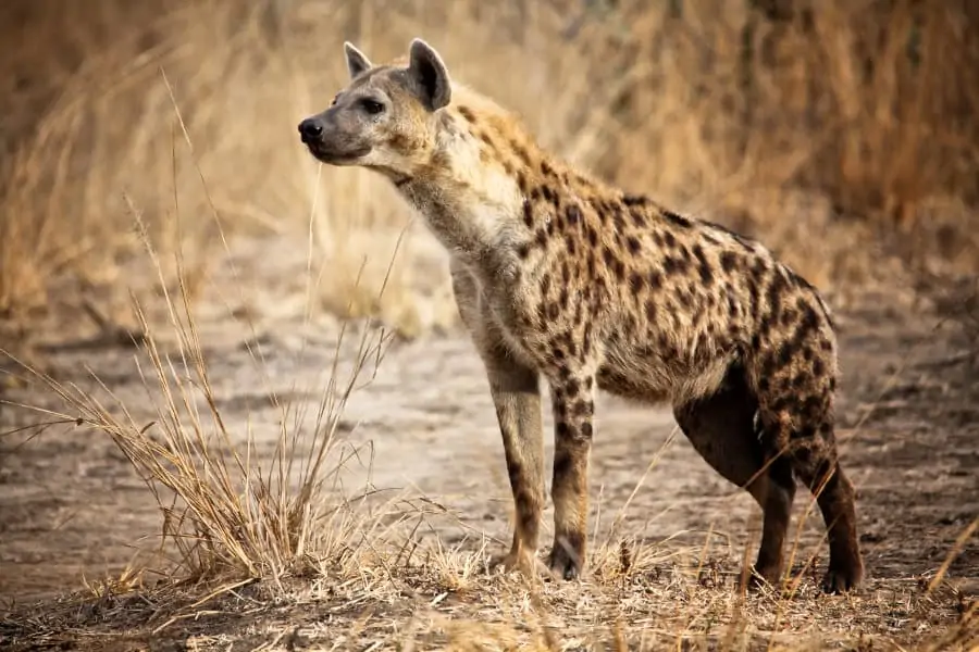 Spotted hyena portrait, in the Luangwa Valley