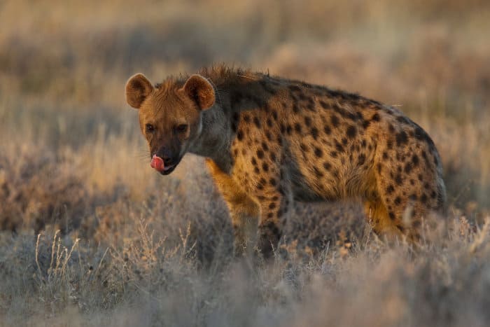 Spotted hyena at first light, sticking its tongue out