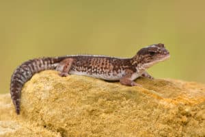 12 African Fat-Tailed Gecko Facts - Africa’s Incredible Lizard Species
