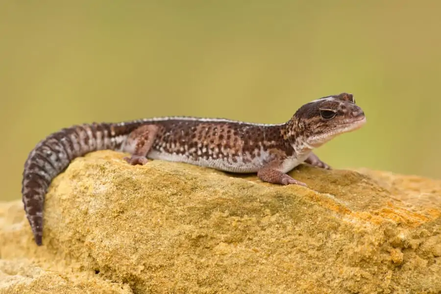 The African fat-tailed gecko is a lizard species native to West Africa