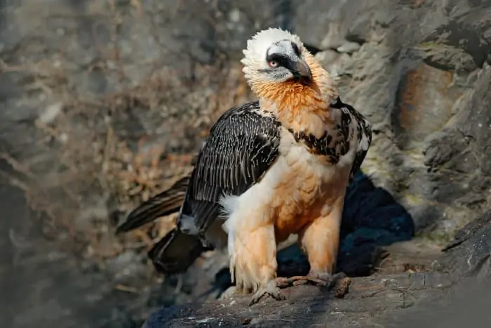 Gypaetus barbatus (bearded vulture) portrait on a rocky outcrop, Morocco