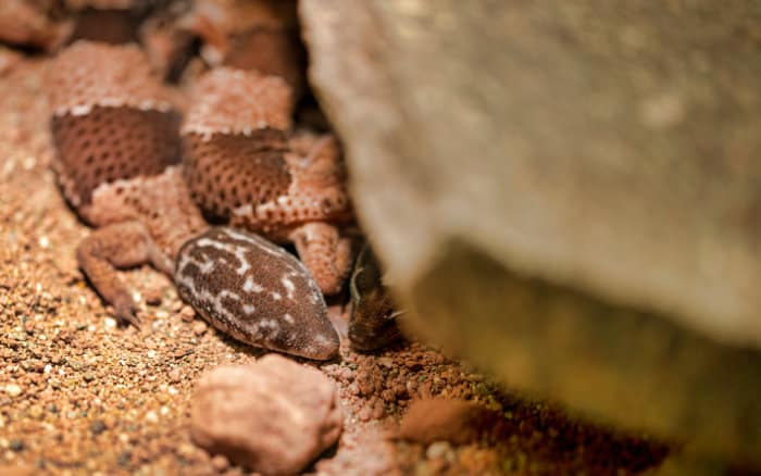 Hemitheconyx caudicinctus is the scientific name for the African fat-tailed gecko