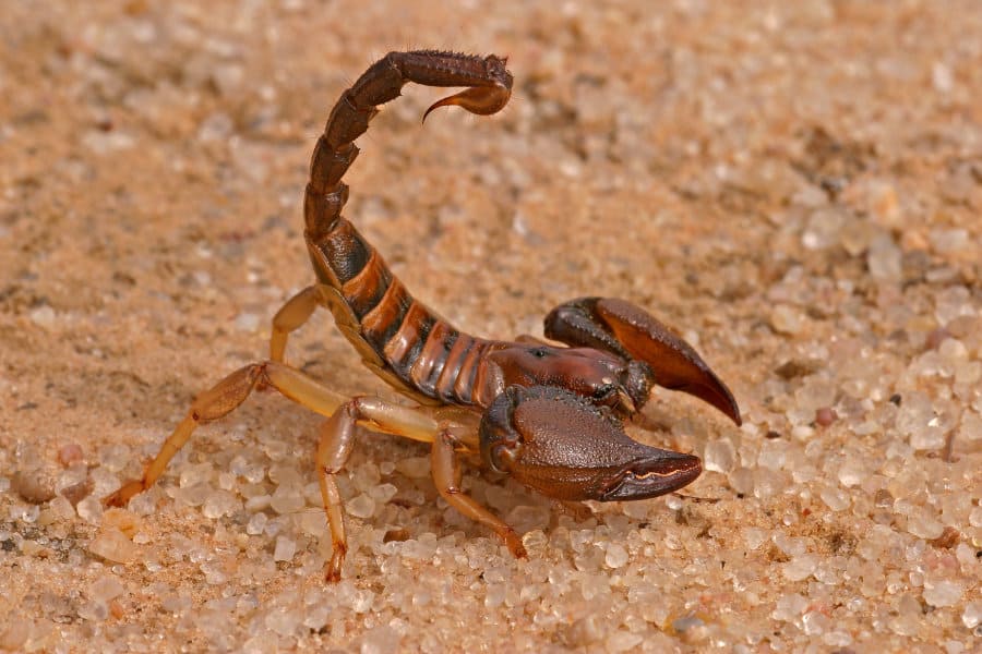 The Truth About a Scorpion Sting - Scorpion Facts and Information