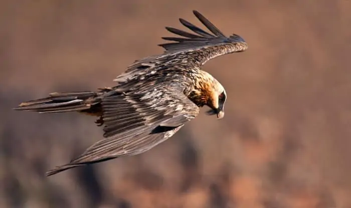 A Bearded vulture's impressive wingspan - in flight mode, cruising free in the mountains