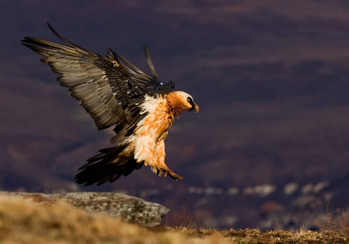 Adult bearded vulture (lammergeier) landing on the edge of a mountain
