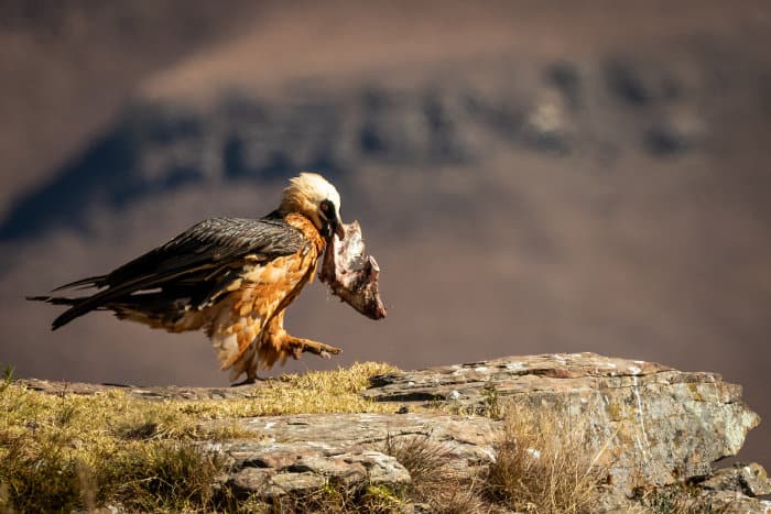 Bearded vulture holding a piece of bone in its beak, Drakensberg mountains, South Africa