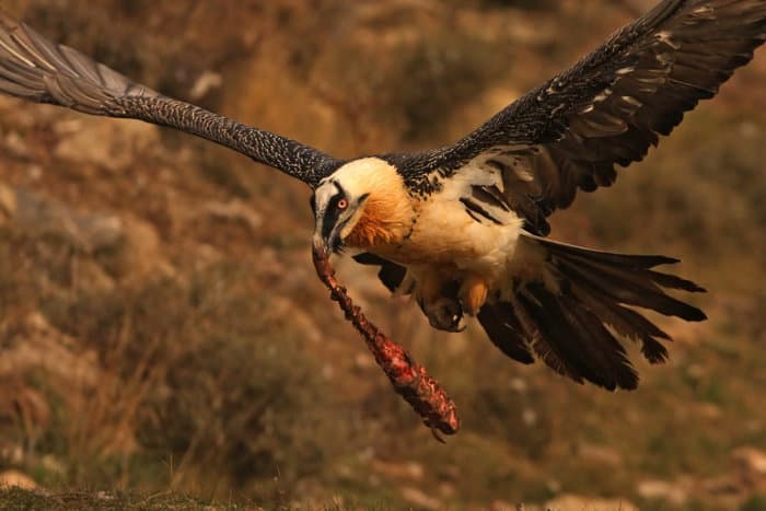 Bearded vulture in flight, with fresh bone remains in its beak
