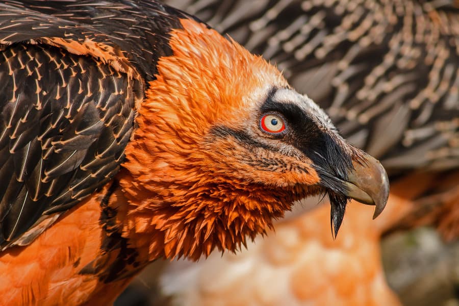 Close up portrait picture of a bearded vulture - also known as the lammergeier or ossifrage