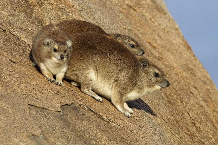 Bush hyraxes warming themselves in early morning sunshine, Serengeti