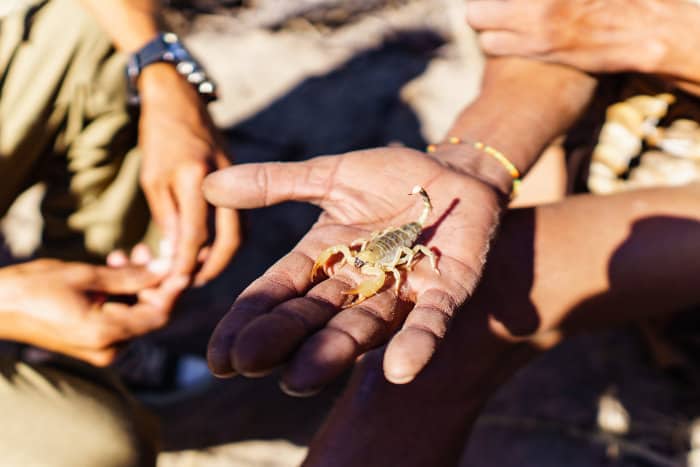 Kalahari bushman holding a scorpion in the palm of his hand