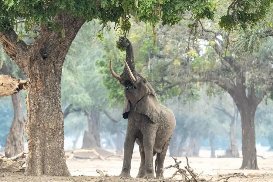 A big male elephant stretches its trunk to feed on a sausage tree fruit, one of its favourite food
