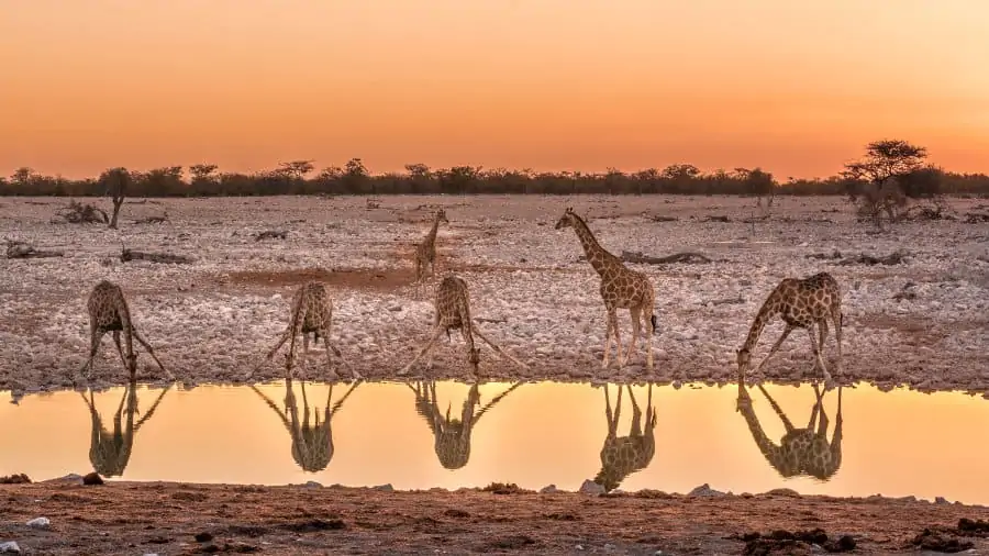 Giraffe drinking at sunset, at a local waterhole in Etosha