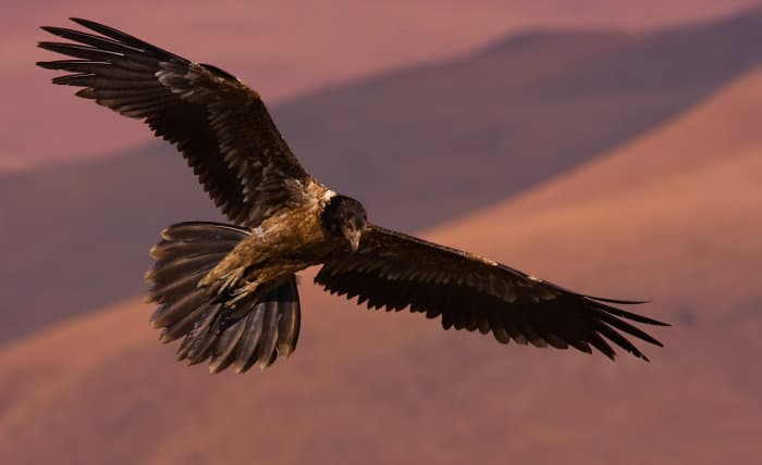 Juvenile bearded vulture in flight