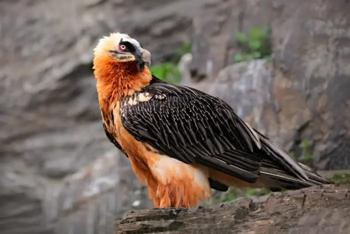 Bearded vulture - or lammergeier - in its natural habitat, Spain