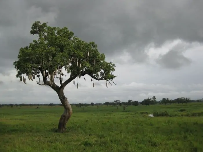 Lone sausage tree on the African savanna, Tanzania