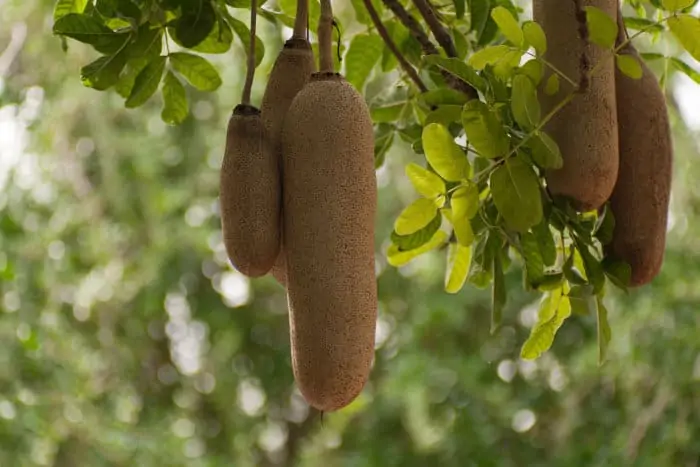 The fruit of the sausage tree