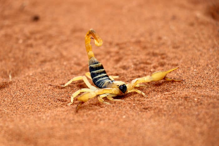 Scorpion (Parabuthus villosus) in its natural habitat, Namibia desert