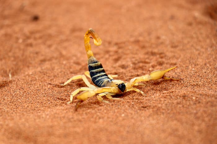 What to know when venturing into scorpion territory