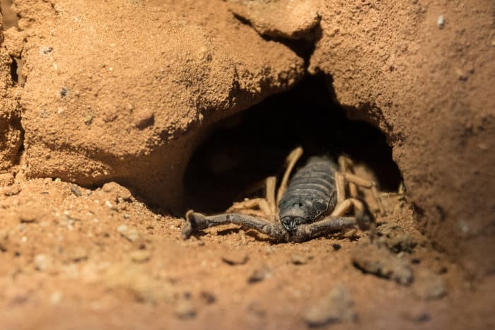 Scorpion right at the entrance of its burrow. Notice the elongated shape of the hole, as scorpions dig with their pincers.