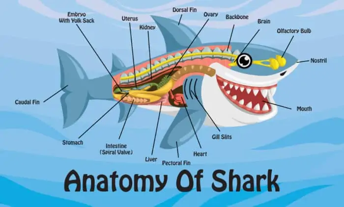 Shark anatomy cartoon illustration