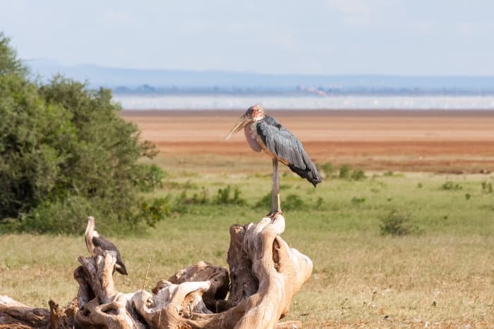 Marabou stork standing on a log, Lake Manyara