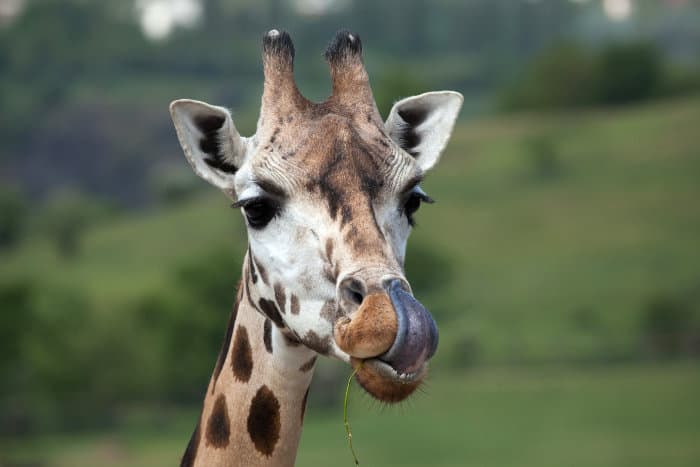 Rothschild's giraffe licking its nostril with its tongue, Baringo, Kenya