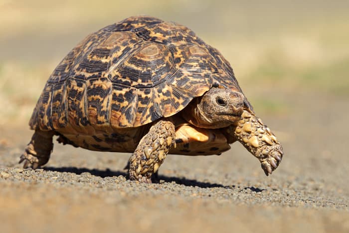 Stigmochelys pardalis walking across the road