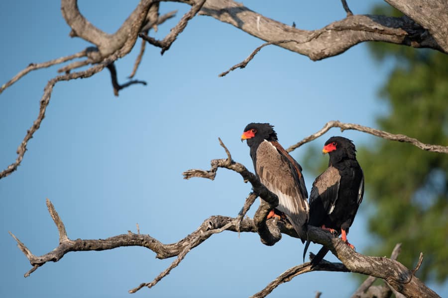 A pair of bateleur eagles - Terathopius ecaudatus - perched on a bare tree, Sabi Sands