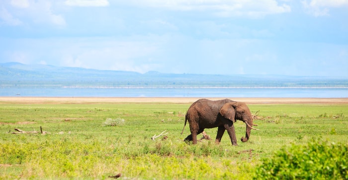 Lone elephant in Manyara