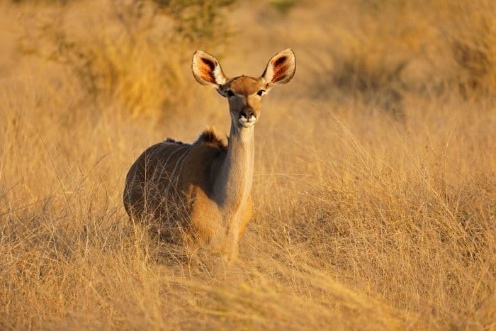 Female greater kudu antelope in beautiful light, Kruger