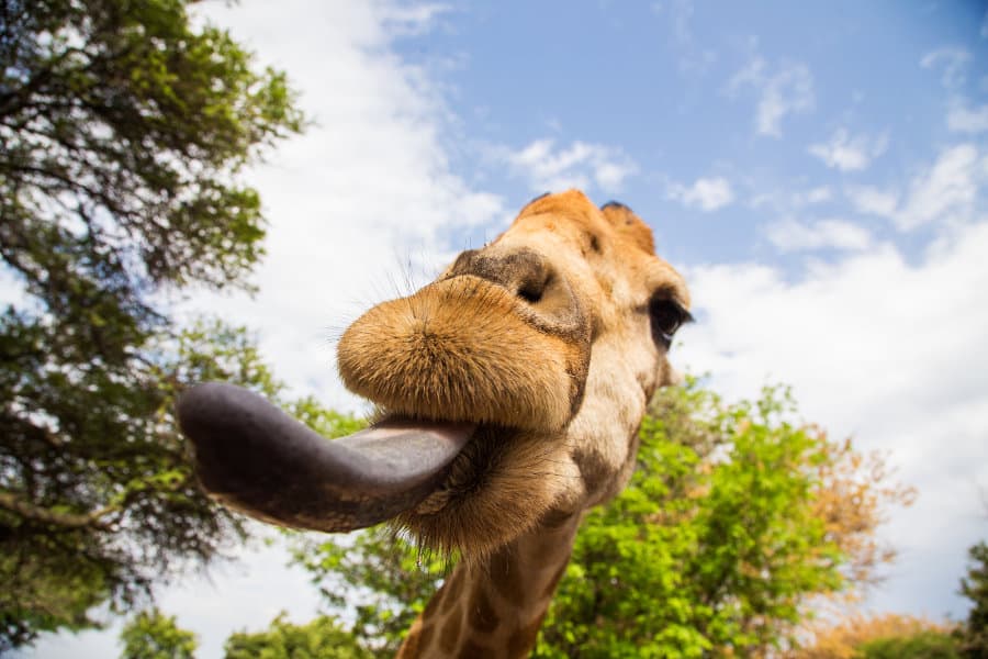 Giraffe Tongue Facts, Colour & Length - All You Need to Know