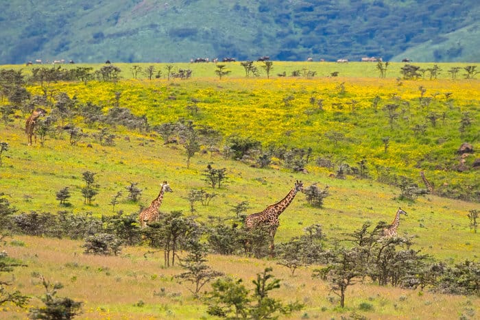 Giraffe on the edge of Ngorongoro Crater