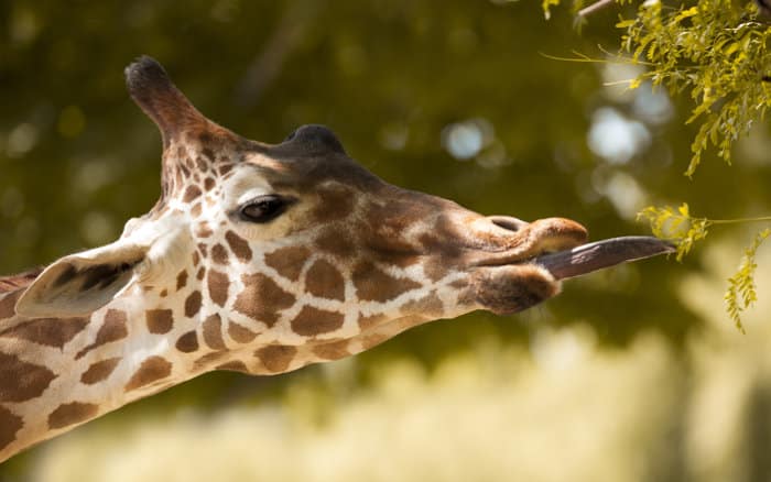 Giraffe eating using its long slimy tongue