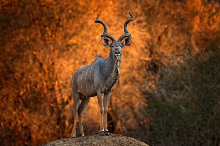 Greater kudu bull standing majestically on a hill, with sunset colours in the background, Mana Pools