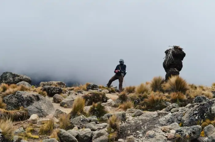 Hiker against foggy background, Mount Kenya National Park