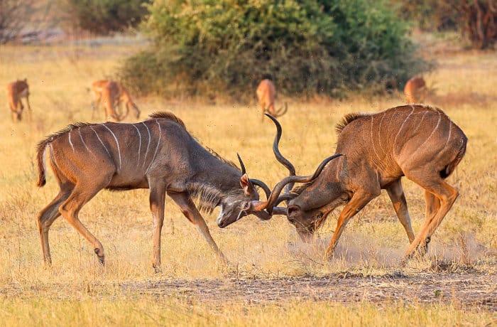 Pair of greater kudu fighting, Botswana