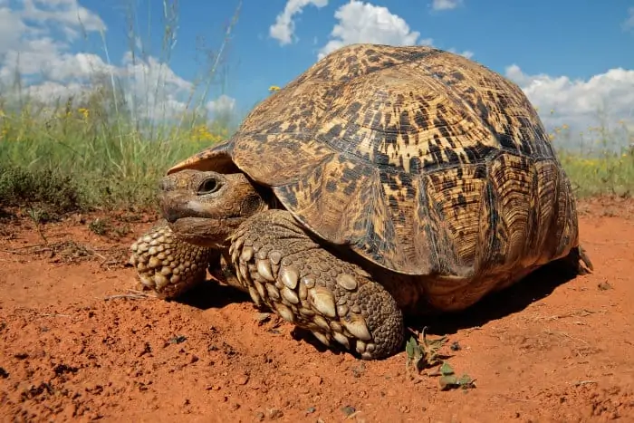 Large leopard tortoise (Stigmochelys pardalis) photographed at ground level
