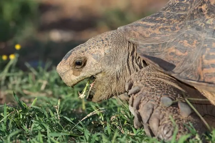 Large leopard tortoise eating grass, with mouth wide open