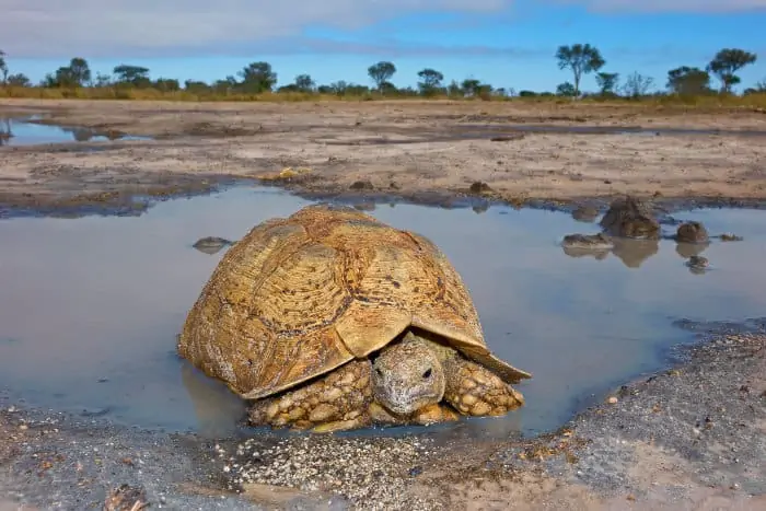 Leopard tortoise at a local waterhole in South Africa