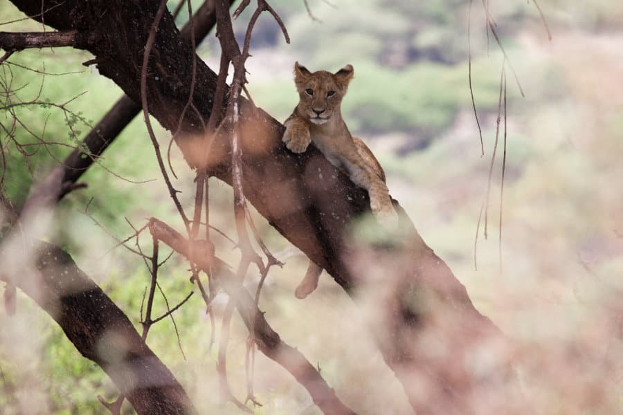 Young lion resting in a tree, Lake Manyara