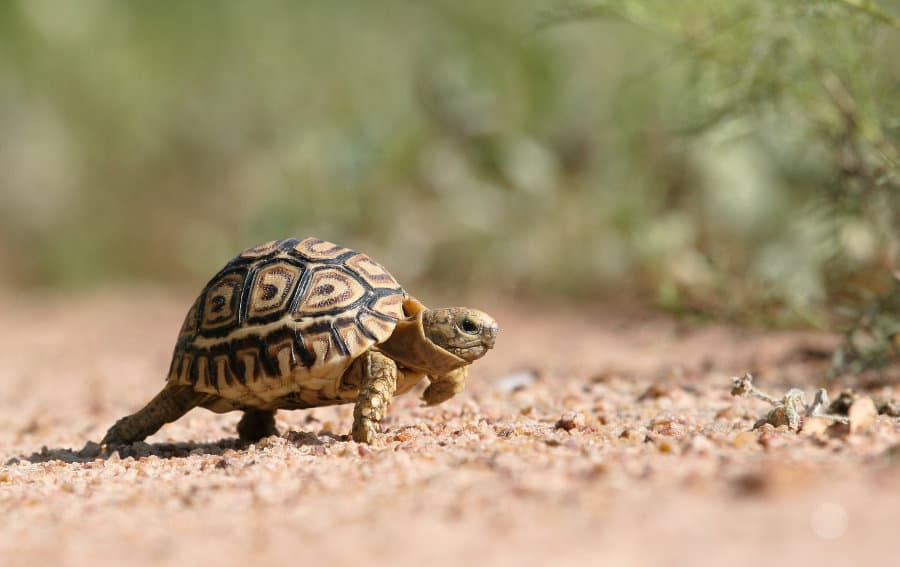 A tiny leopard tortoise walks across a gravel road