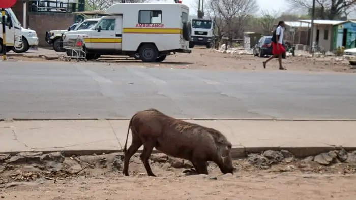 Warthog grazing on the side of the road in Kasane, Botswana
