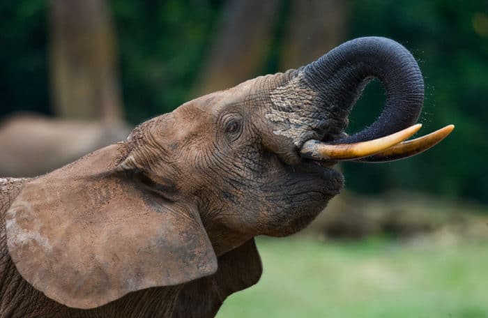 African forest elephant portrait, Dzanga-Sangha Special Reserve