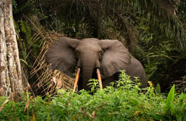 Best Places to See the African Forest Elephant