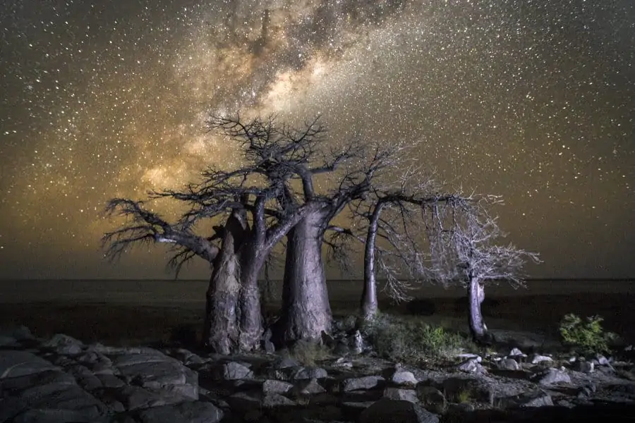 Majestic baobabs under a starlit sky, Kubu Island, Botswana