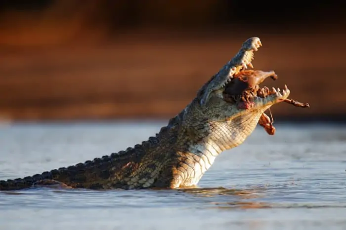 Nile crocodile swallows a large impala meat chunk